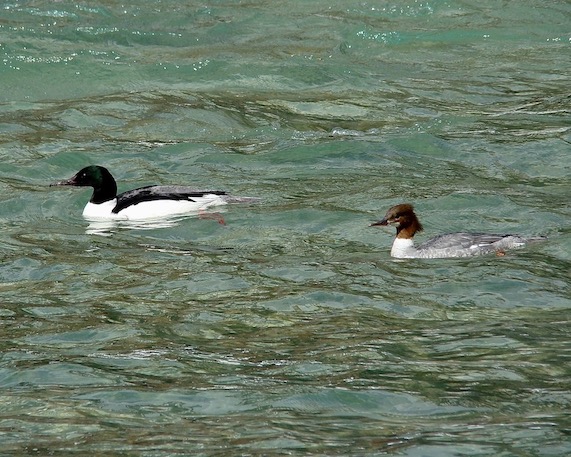 goosander